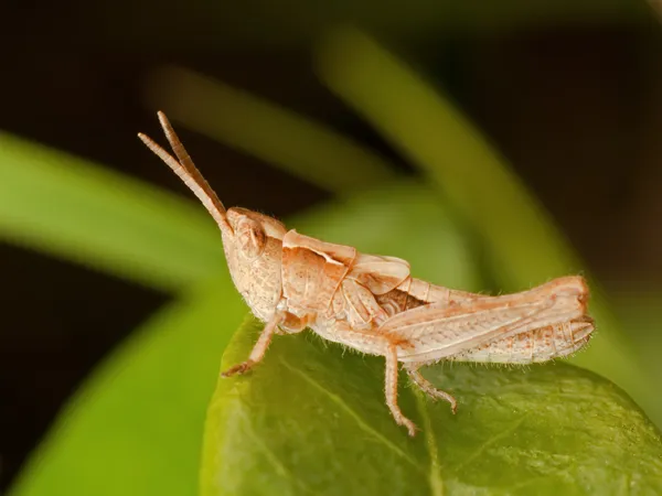 Gräshoppa på gröna löv — Stockfoto