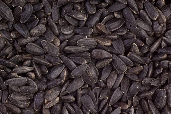 Sunflower Seeds — Stock Photo, Image