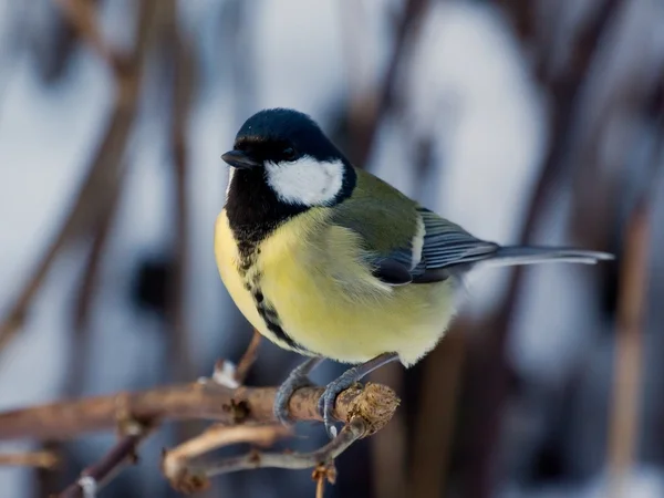 Titmous on a twig — Stock Photo, Image