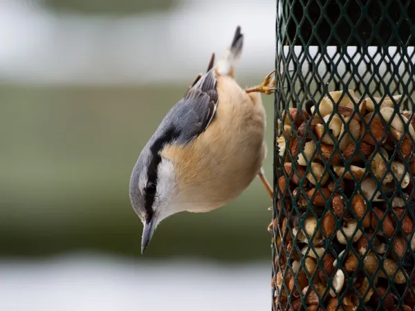 Nuthatch em um alimentador de pássaros — Fotografia de Stock