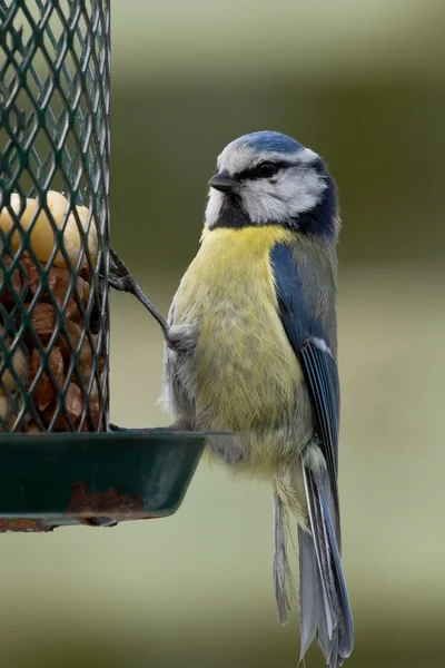 Bluetit op feeder — Stockfoto