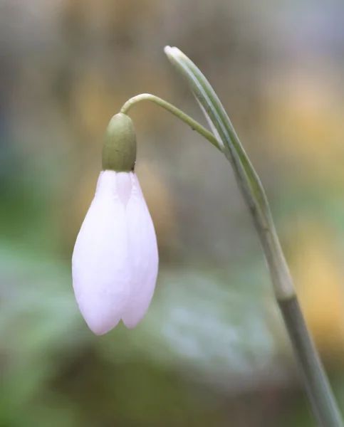 Één snowdrop — Stockfoto