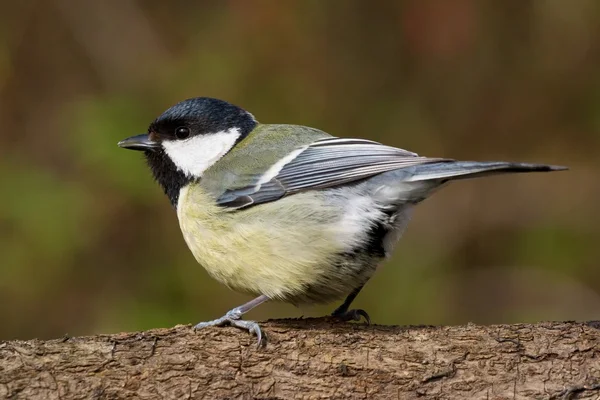 Titmouse on a branch looking left — Stock Photo, Image