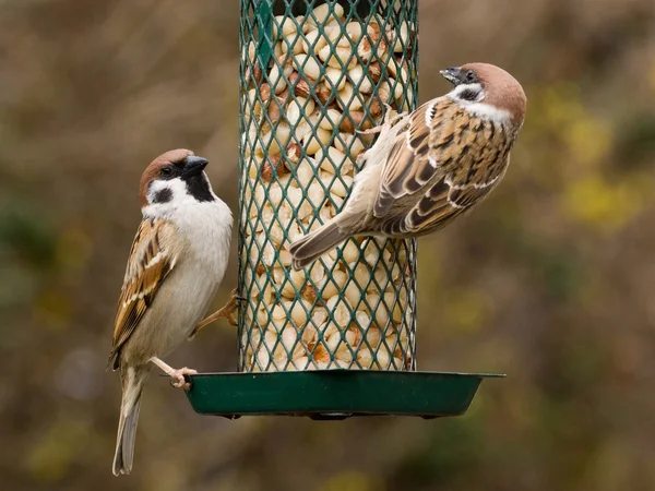 Tree Sparrows on a feeder — Stock Photo, Image