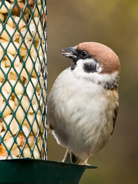 Tree sparrow na podavač — Stock fotografie