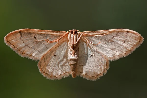 Papillon de nuit de la face inférieure — Photo