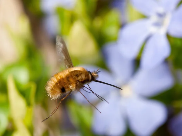Létající včelka fly — Stock fotografie