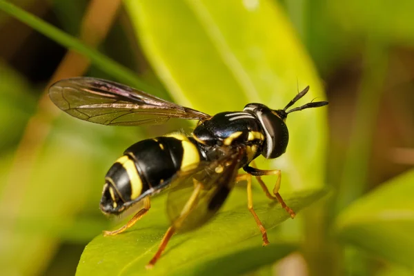 Hoverfly tipo vespa na folha verde — Fotografia de Stock