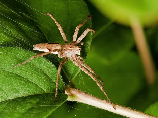 Nursery Spider — Stock Photo, Image