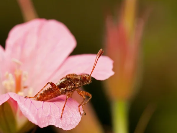 Plant bug in red flower — Stock Photo, Image