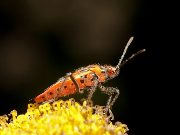 Red bug Corizus hyoscyami — Fotografia de Stock