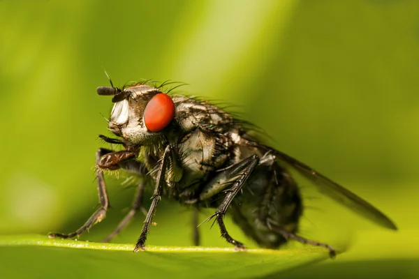 Fly on a leaf — Stock Photo, Image