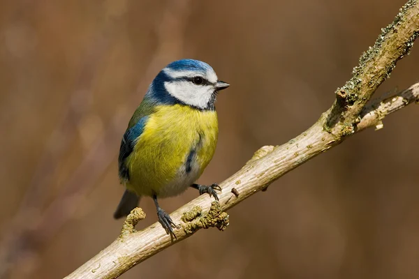 Perching blue tit — Stock Photo, Image