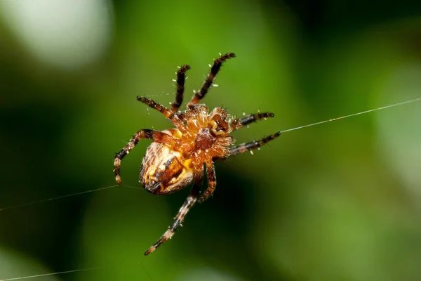 Avrupa Bahçe örümcek — Stok fotoğraf