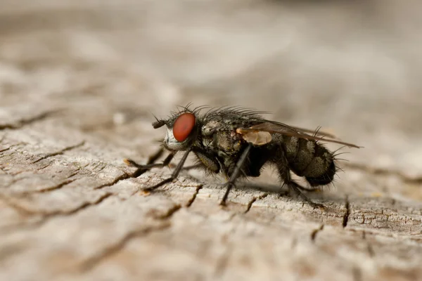 Volar sobre madera — Foto de Stock