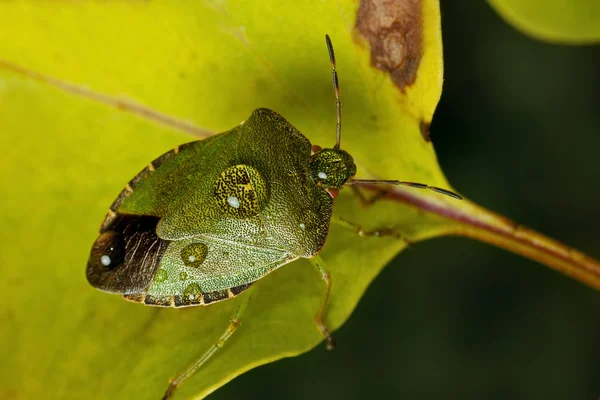 绿色 shieldbug — 图库照片