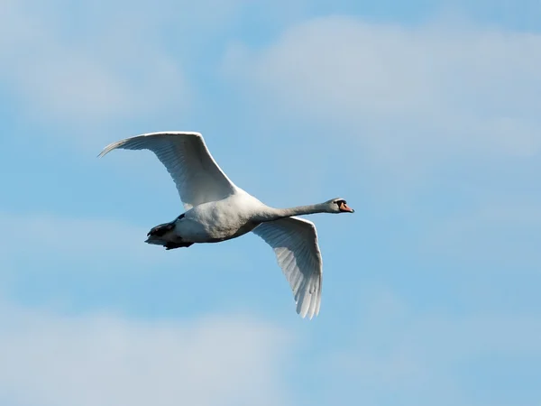 Fliegender Schwan — Stockfoto