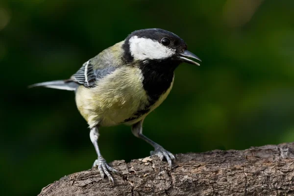 Great Tit on branch — Stock Photo, Image