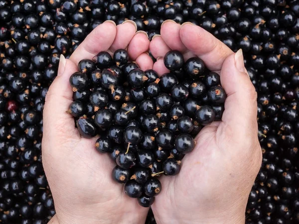 Ribes nero in mano — Foto Stock