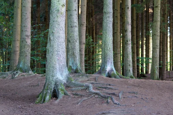 Erdő talaját — Stock Fotó