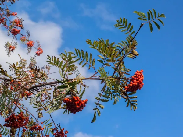 Red Rowan berries — Stock Photo, Image