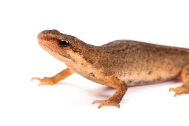 Salamander veya newt, beyaz kağıt üzerinde