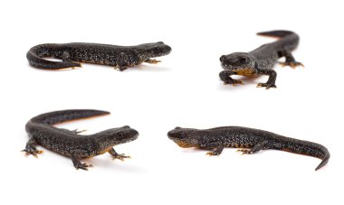 büyük tepeli newt seti