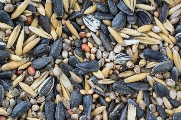 Смешанные семена птиц — стоковое фото