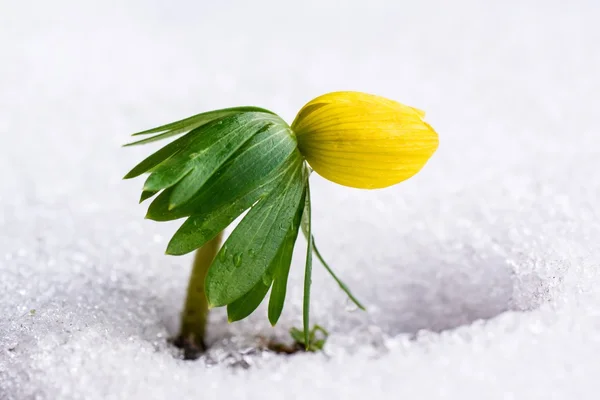 Inverno Aconite nella neve — Foto Stock