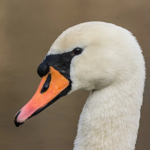 Mudo cisne macho — Fotografia de Stock