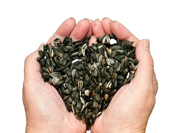 Love for sunflower seeds — Stock Photo, Image