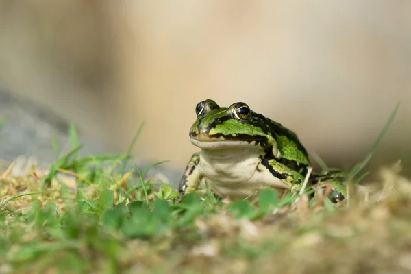 Zelená žába — Stock fotografie