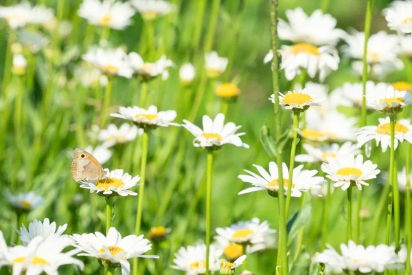 Madeliefjebloemen — Stockfoto