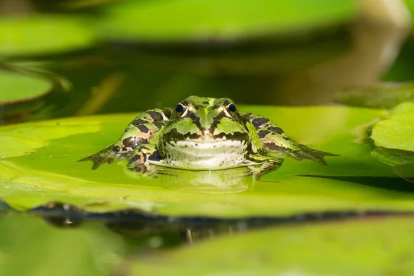 Zelená žába čelní pohled — Stock fotografie