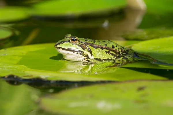 Zelená žába boční pohled — Stock fotografie