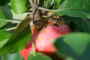 Eşek arısı ile elma