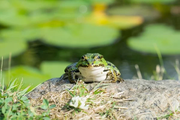 緑のカエル — ストック写真