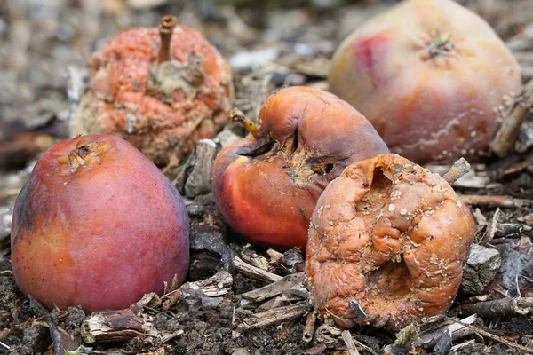 Rotten Apples — Stock Photo, Image