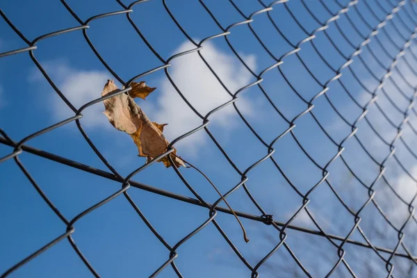 Leaf in wire fence — Stock Photo, Image