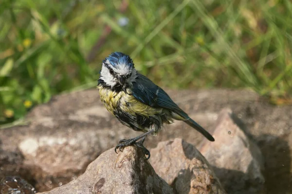 Side View Cute Wet Blue Tit Bird Sitting Stone Taking — Fotografia de Stock