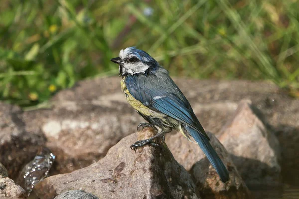 Side View Cute Wet Blue Tit Bird Sitting Stone Taking — Stockfoto