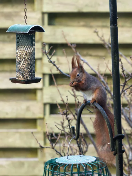 Red Squirrel Sitting Next Birdfeeder Eating — Stock Photo, Image