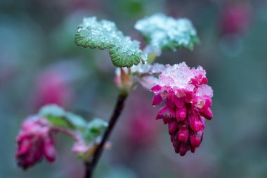 Eriyen karla birlikte kırmızıçiçek üzümüne yakın.