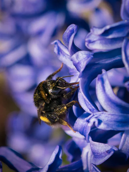 Mavi Sümbül Çiçeğinin Üzerinde Polen Olan Yaban Arısının Yakın Fotoğrafını — Stok fotoğraf