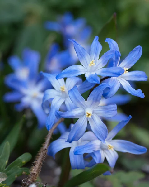 Nahaufnahme Der Herrlichkeit Der Schneeblumen Mit Sanftem Blick — Stockfoto