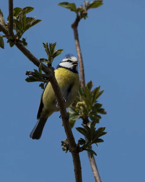 Cute Blue Tit Bird Seen Sitting Twig While Singing — Stok fotoğraf