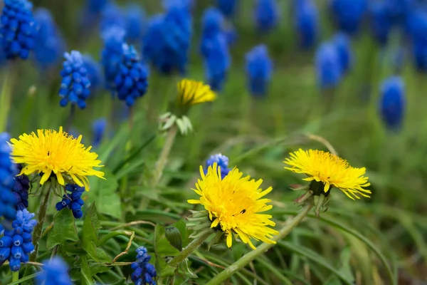 Yellow Dandelion Flowers Blue Grape Hyacinth Flowers Background — Stockfoto