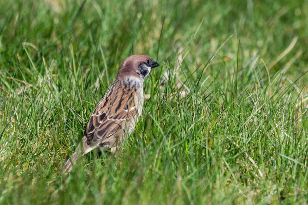 Cute Little Tree Sparrow Tall Grass Stretching While Looking Food — Zdjęcie stockowe
