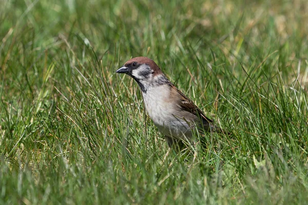 Cute Little Tree Sparrow Tall Grass Stretching While Looking Food — Stock Photo, Image