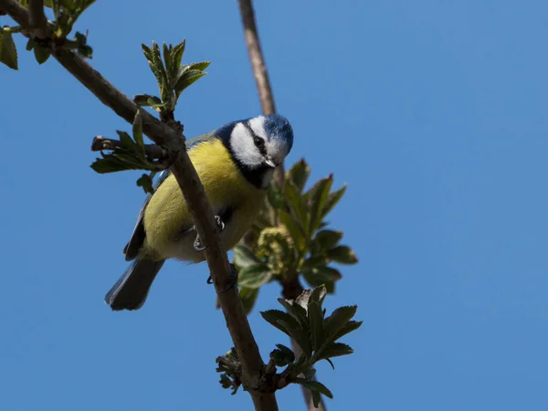 Cute Blue Tit Bird Sitting Twig Looking — Stok fotoğraf